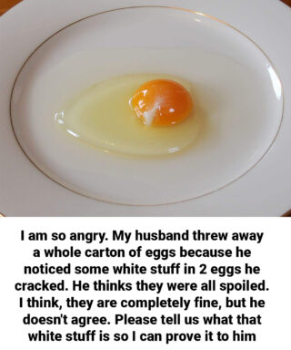 What Is the White Strand in Eggs? A Simple Explanation