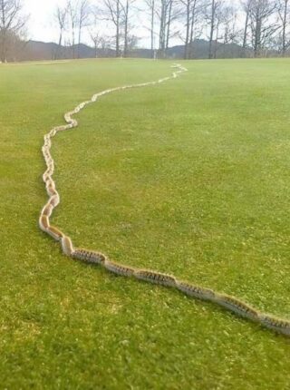 I Thought It Was Just a Rope in the Grass, Until I Looked Closer!