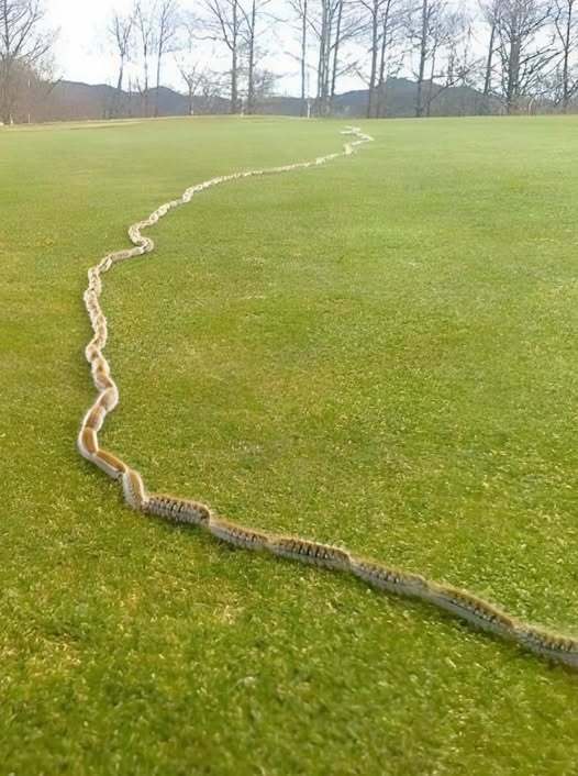 I Thought It Was Just a Rope in the Grass, Until I Looked Closer!