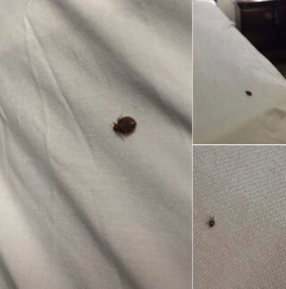 If you find a tick in your home, here’s what you need to know