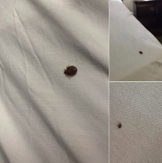 If you find a tick in your home, here’s what you need to know