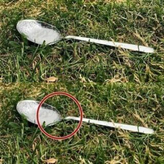 Always Put a Spoonful of Sugar in Your Garden Before Leaving Home – Here’s Why