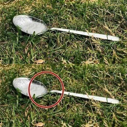 Always Put a Spoonful of Sugar in Your Garden Before Leaving Home – Here’s Why