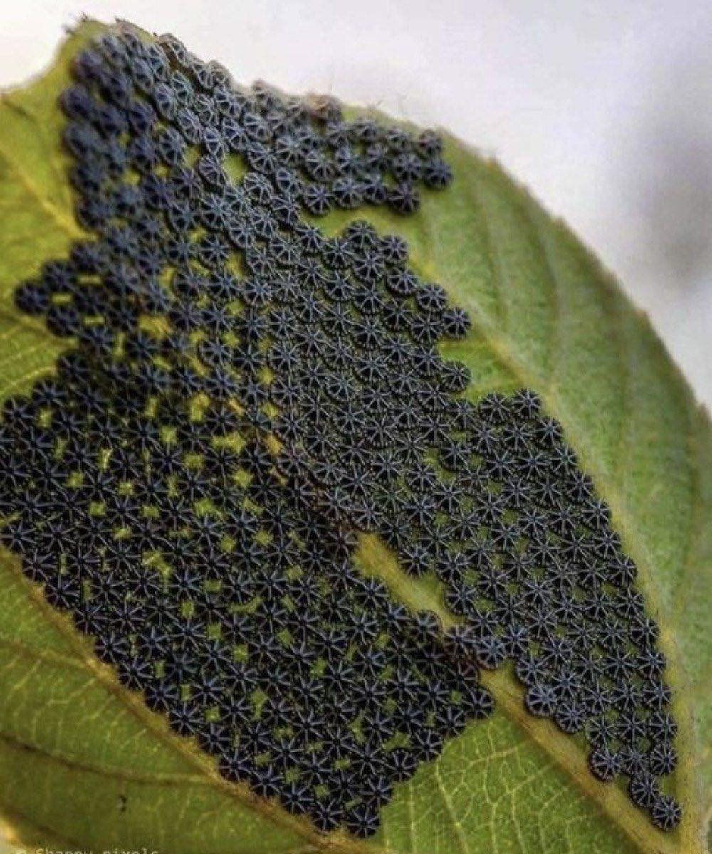 Don’t Touch These If You See Them on Your Plants