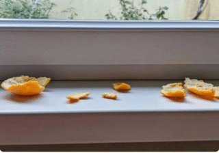 Don’t Toss Those Tangerine Peels—Put Them on Your Windowsills Instead