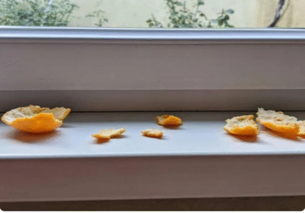 Don’t Toss Those Tangerine Peels—Put Them on Your Windowsills Instead