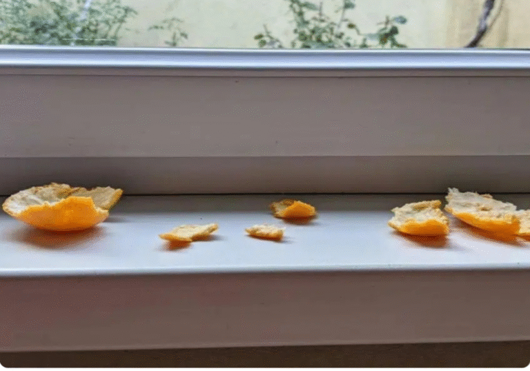 Don’t Toss Those Tangerine Peels—Put Them on Your Windowsills Instead