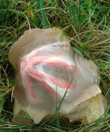 What Is It and Why Is It Called “Nature’s Most Terrifying Things”?