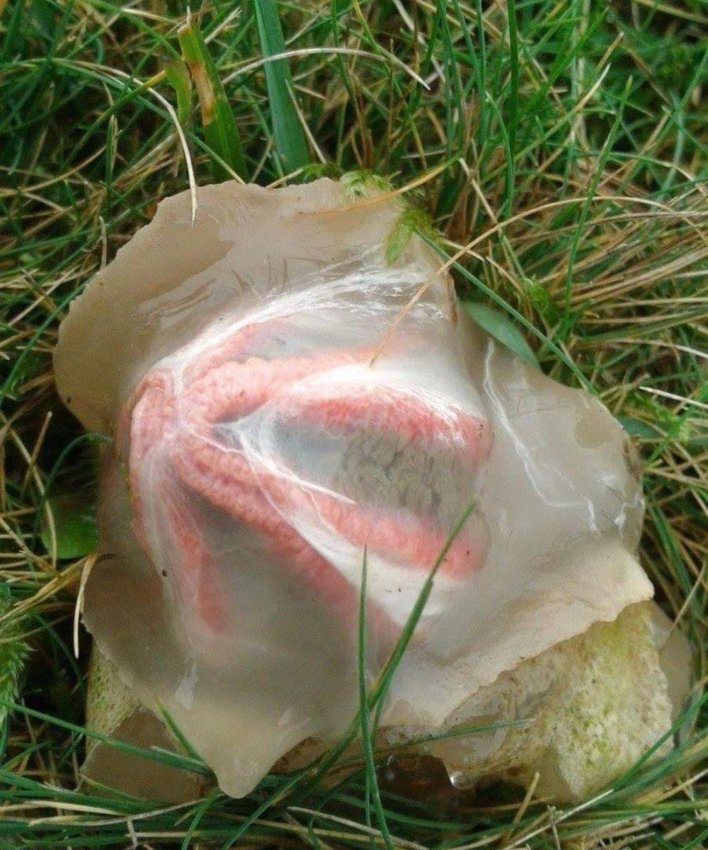 What Is It and Why Is It Called “Nature’s Most Terrifying Things”?