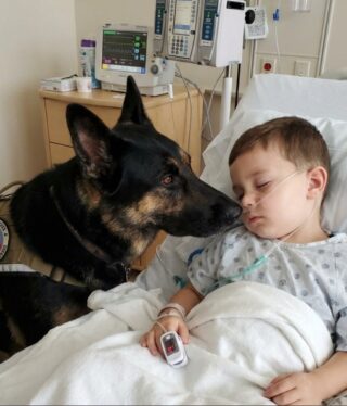 The boy was being kept alive only by machines, and the doctors had already lost hope, but as soon as his dog entered the room, everything changed.