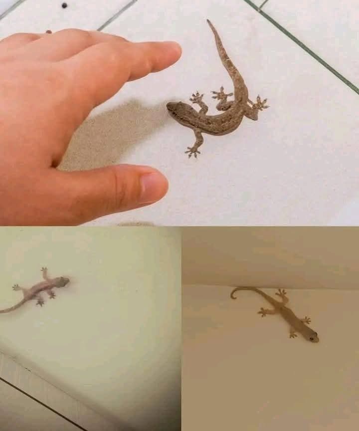 Did you know: When a lizard visits your house, it’s a sign… See more