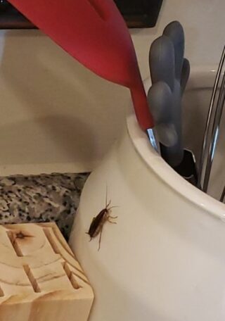 Boric Acid for Roaches — Effective, But Handle With Extreme Caution (Safer Options Included)