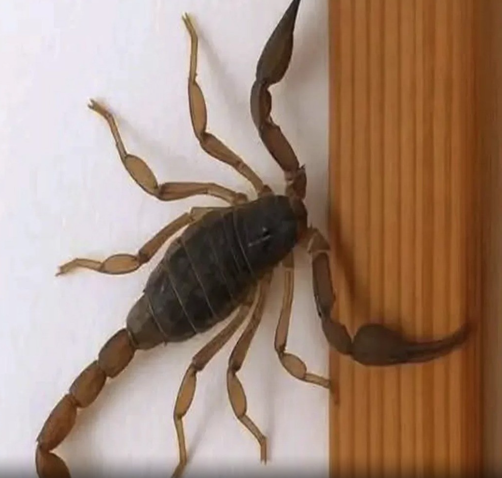 Scorpions inside the home: hidden signs behind an unexpected visit