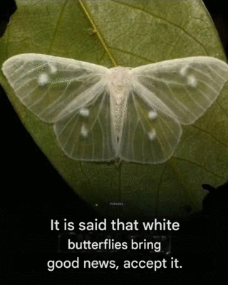 What does it mean when a black butterfly visits you?