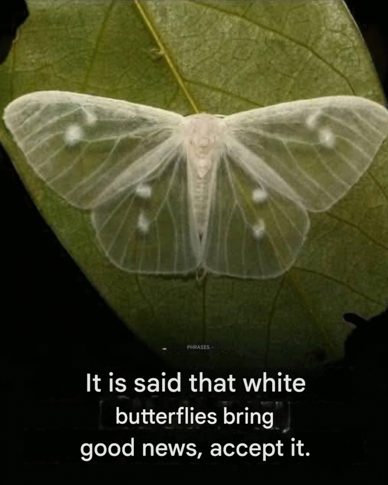 What does it mean when a black butterfly visits you?
