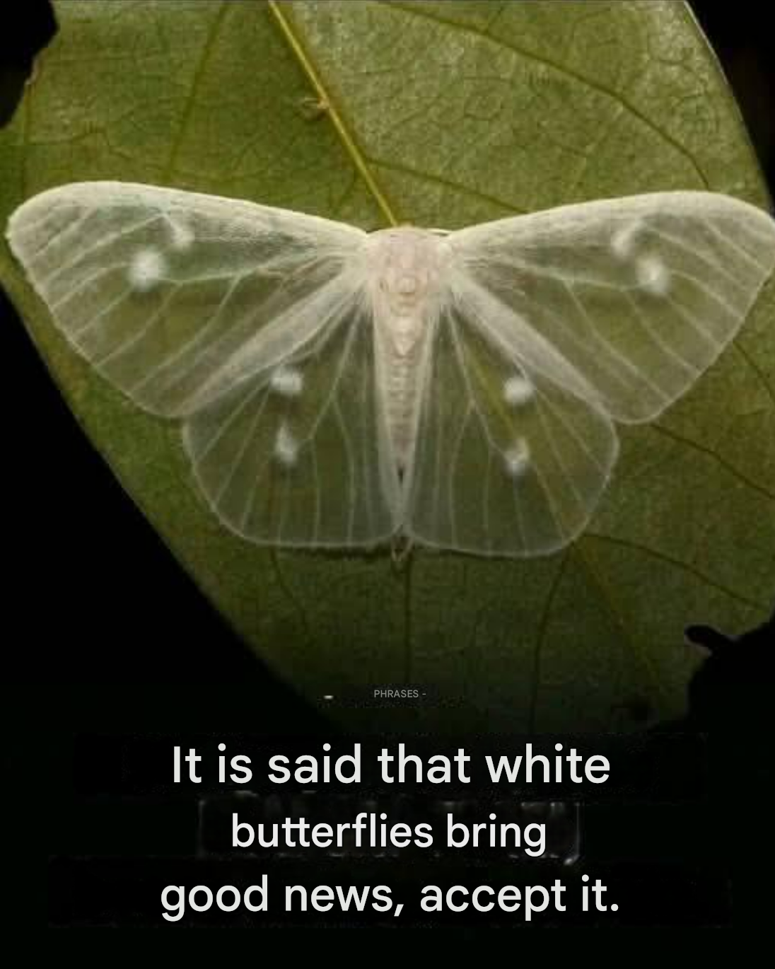 What does it mean when a black butterfly visits you?