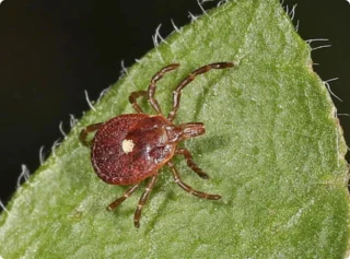Here’s What to Do If You Spot a Lone Star Tick