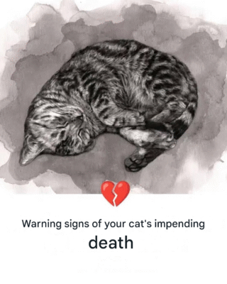11 signs your cat is dying