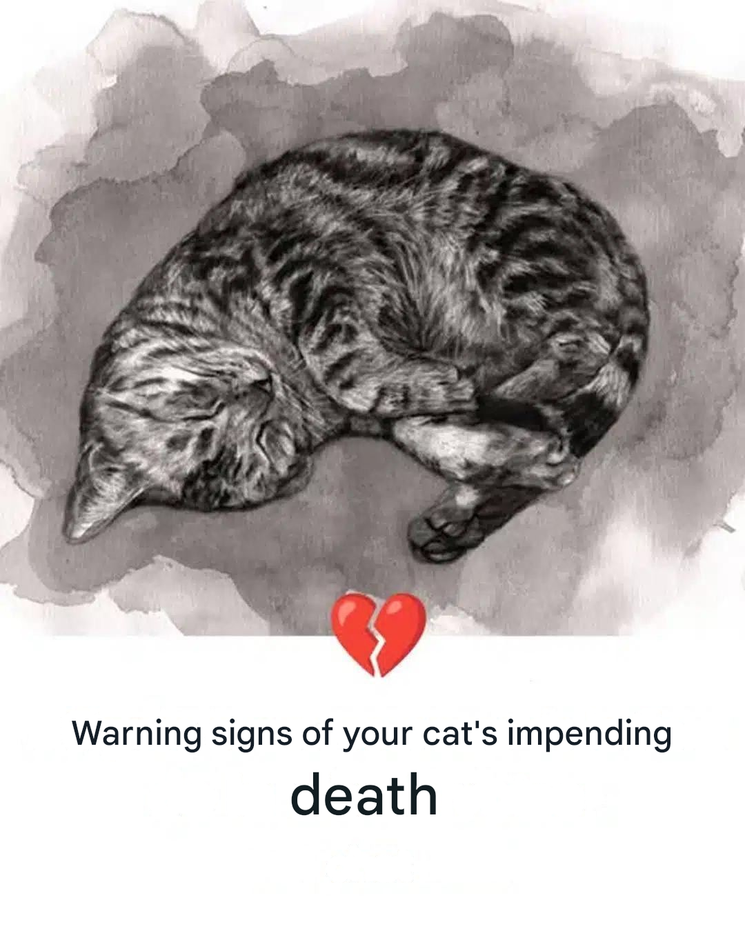 11 signs your cat is dying