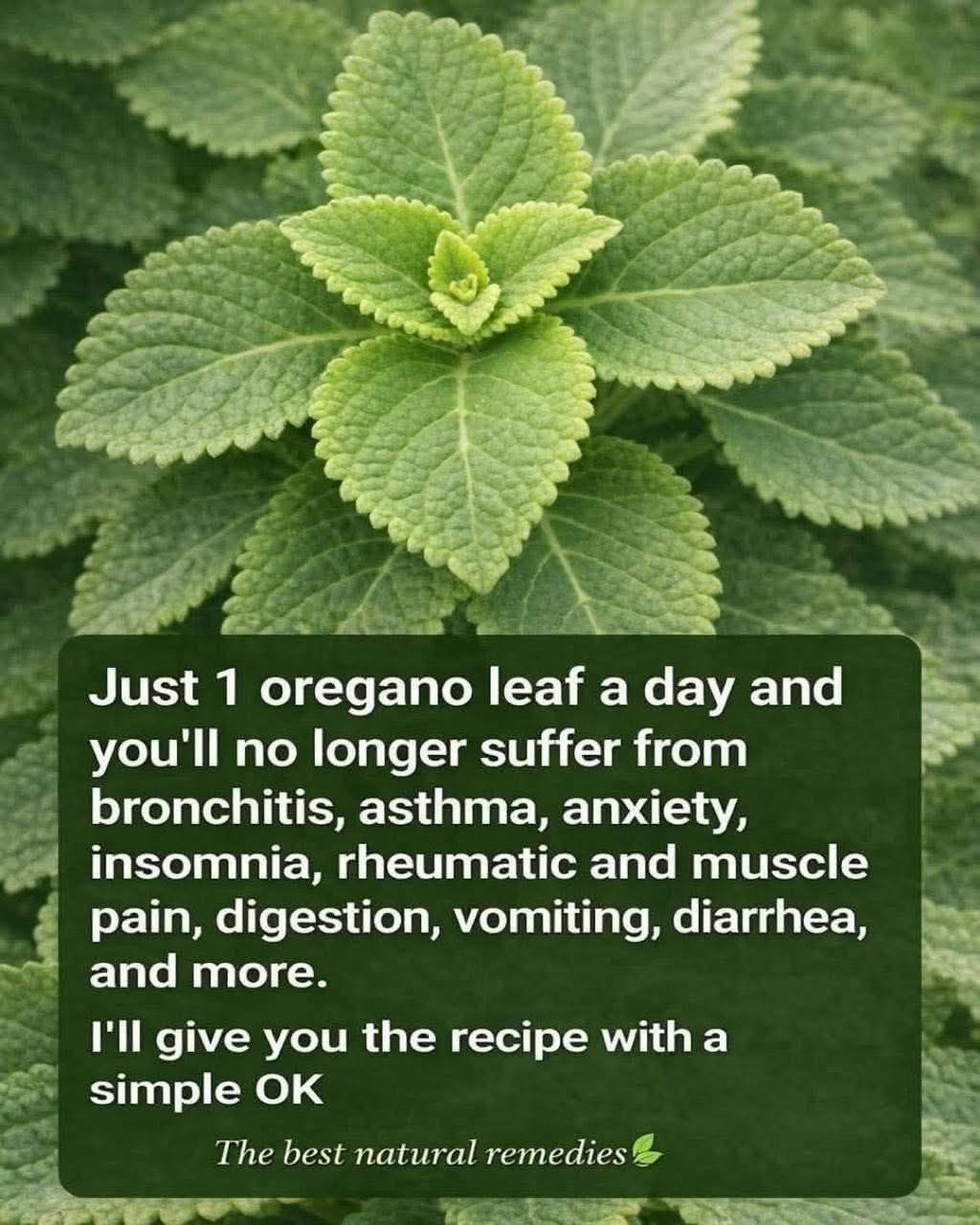 Oregano Leaf Tea: A Traditional Herbal Drink for Daily Wellness
