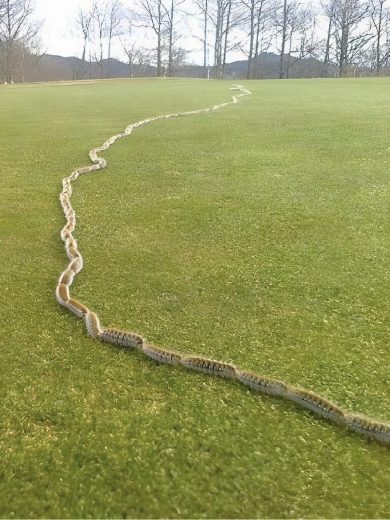 I Thought It Was a Rope… Then I Saw What Was Really Moving in My Garden
