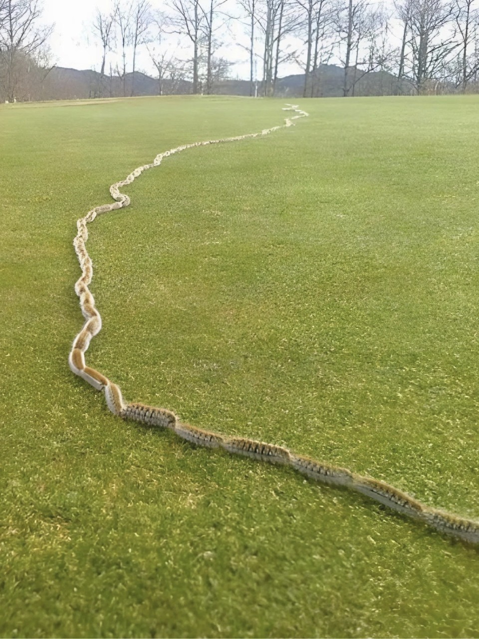 I Thought It Was a Rope… Then I Saw What Was Really Moving in My Garden