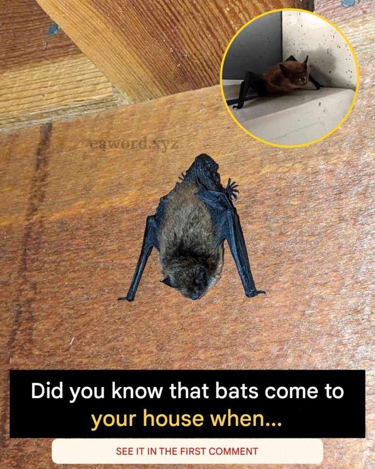 Did you know that bats come to your house when…See more